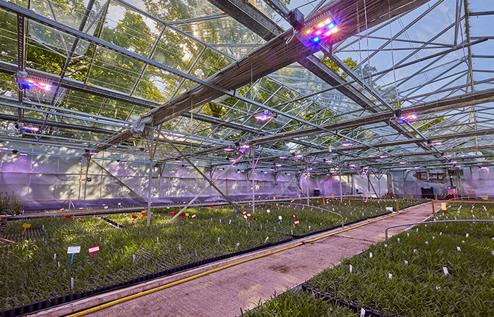 Commercial Grow Lighting: What Vertical Farmers Actually Need from Their LED Suppliers greenhouse grow
