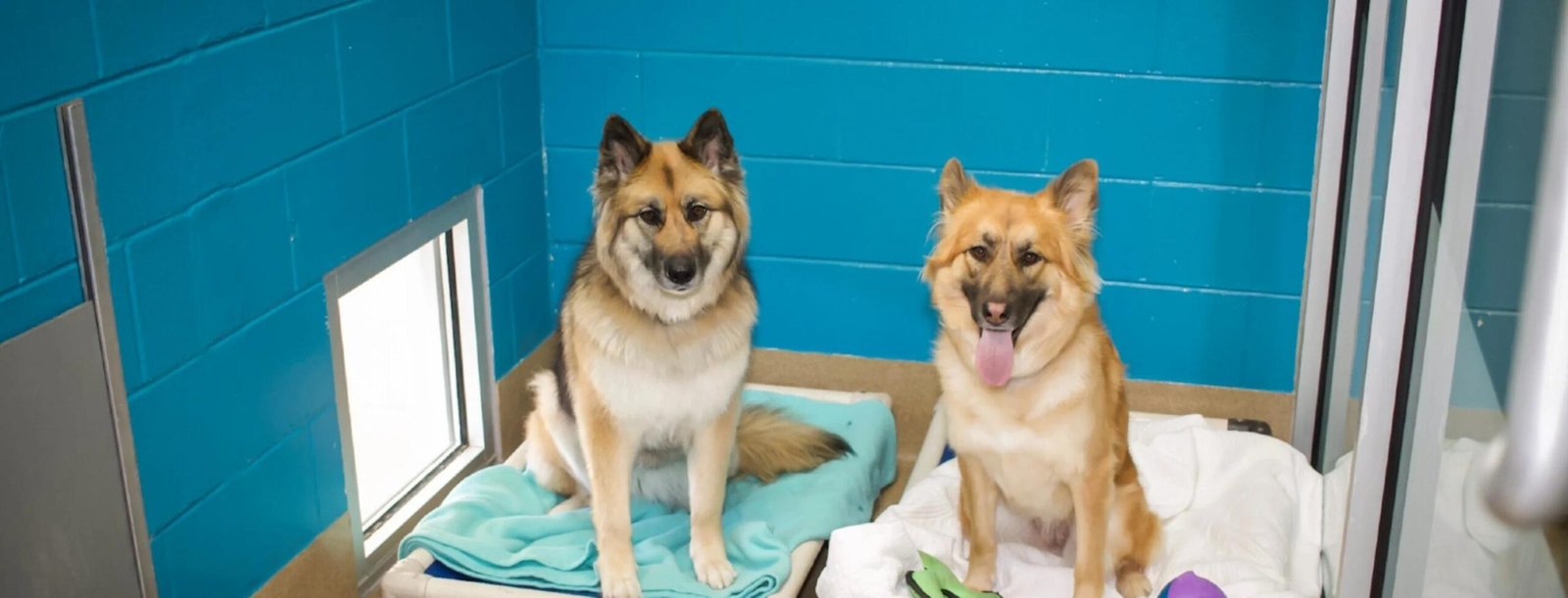 Two small dogs sitting on colorful blankets inside a clean modern pet boarding kennel with blue brick wall and natural light from a small window